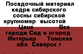 Посадочный материал кедра сибирского (сосны сибирской) крупномер, высотой 3-3.5  › Цена ­ 19 800 - Все города Сад и огород » Интерьер   . Томская обл.,Северск г.